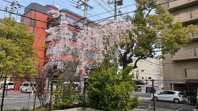桜