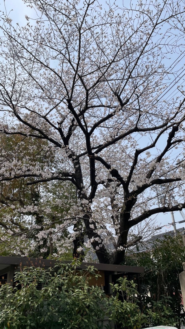 桜