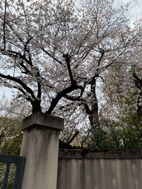 桜、北門