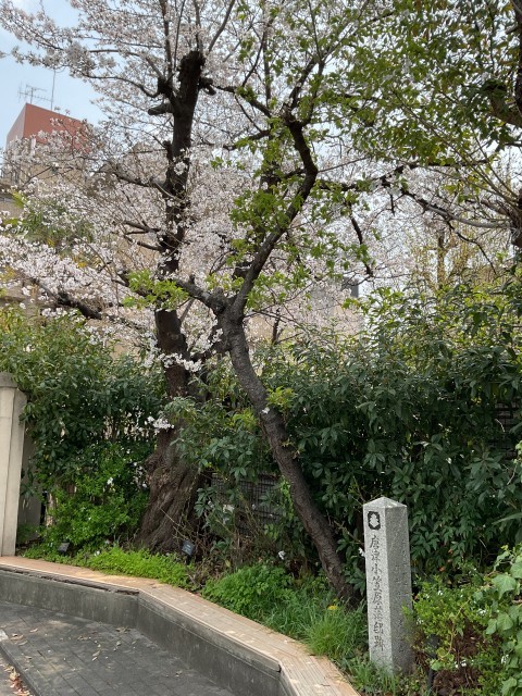 桜、唐津小笠原藩邸跡