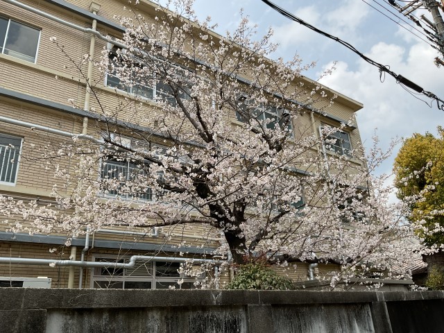桜、裏門通