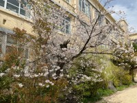 桜　運動場