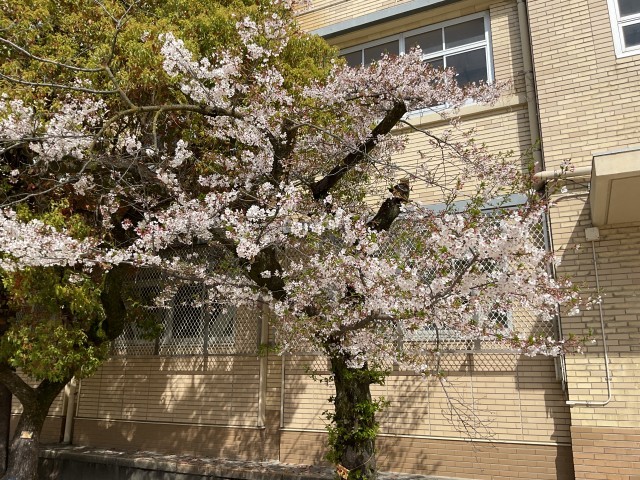 桜　運動場