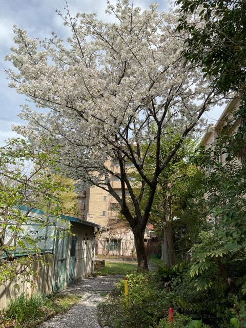 桜　ふれあい広場