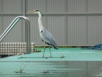プールにアオサギ
