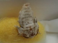カイコの秘密と底力