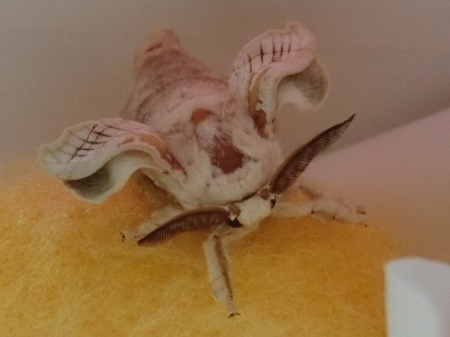 カイコの秘密と底力