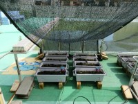 プールサイド緑化