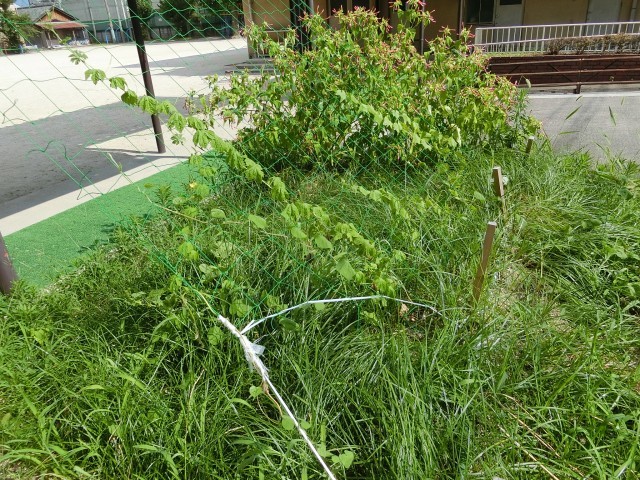 花壇
