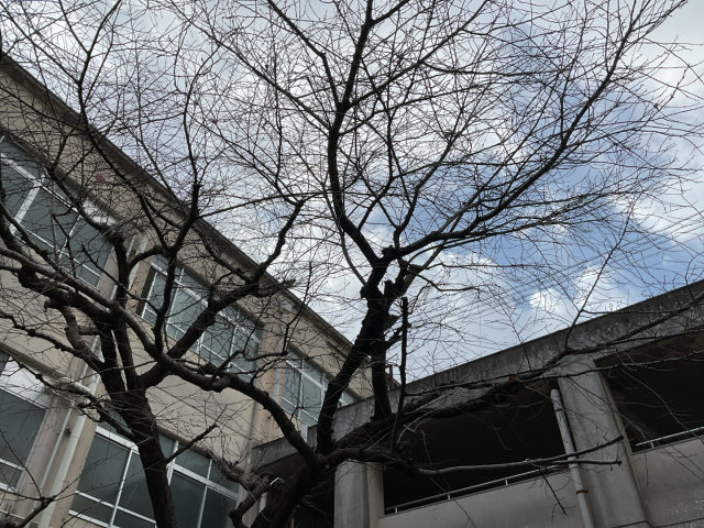 「桜の木についていた葉っぱが全部なくなってる・・・」
