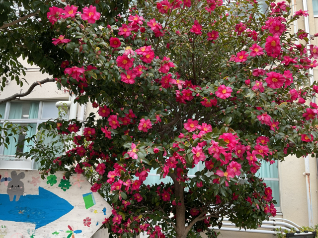 「こんなに赤い花も咲いてるよ！」