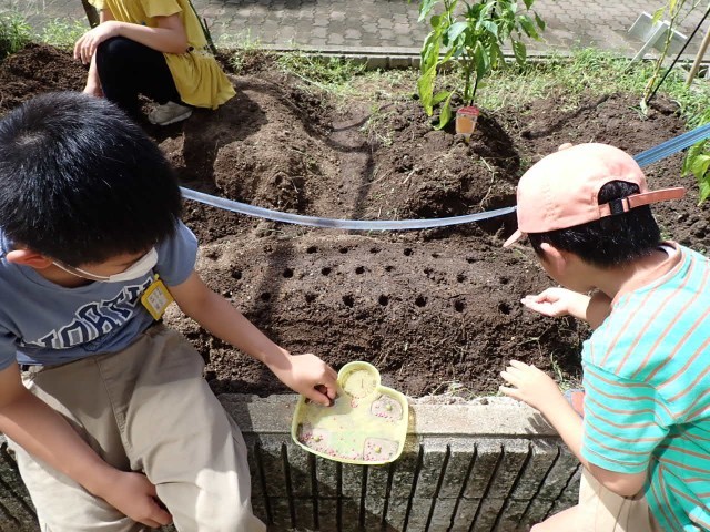 大根の種まき