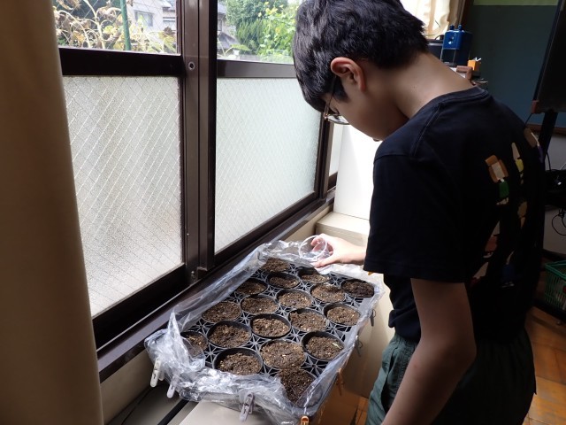 白菜の種まき