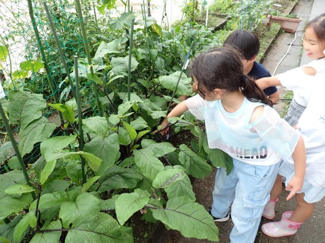 夏野菜