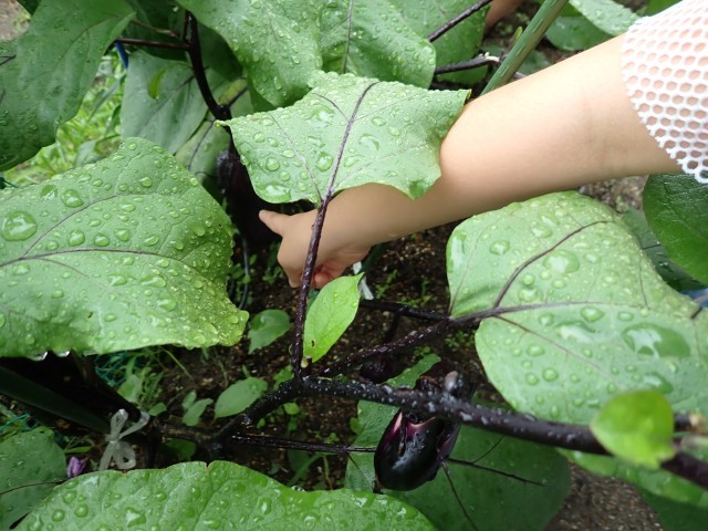 夏野菜