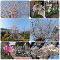 記念樹や北門横の桜、クリスマスローズ、ヒヤシンスなど