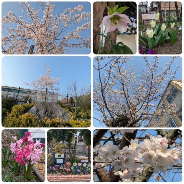 記念樹や北門横の桜、クリスマスローズ、ヒヤシンスなど