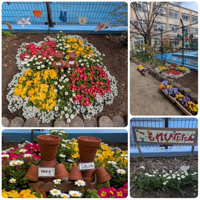 去年度の環境委員さん達で植えたこもれび花壇（プール西側）お祝い花壇のジュリアンやアリッサムやノースポール