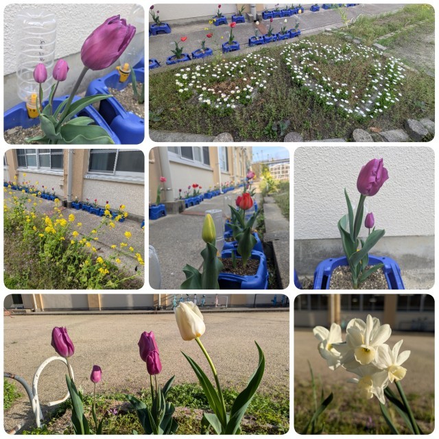 去年度の1年生が植えたチューリップ