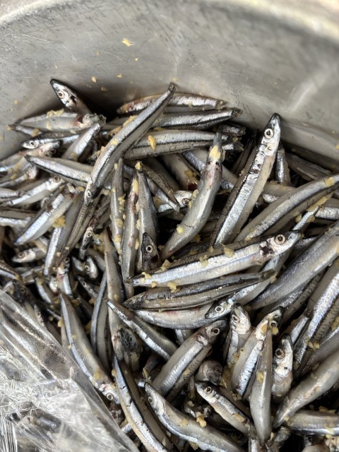 ニシン科の小さな魚です。下味をつけています。
