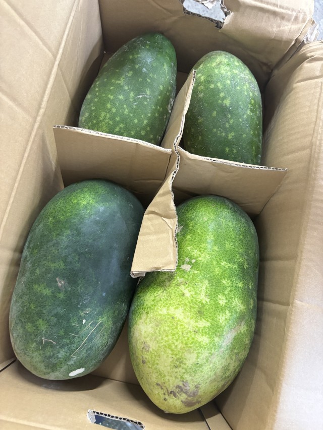 大きな冬瓜が届きました！