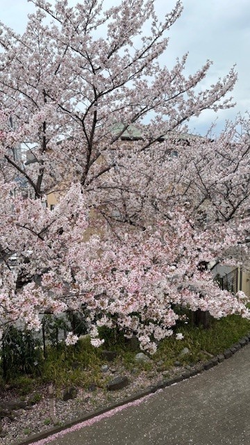 校長室から見える桜