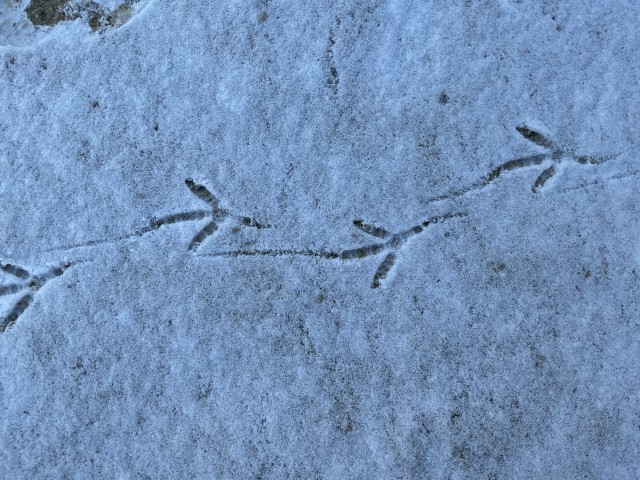 ハトの足跡見つけたよ