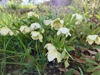 クリスマスローズ１