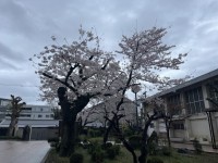 3月31日の満開の桜