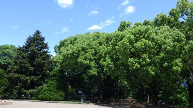 緑が綺麗です