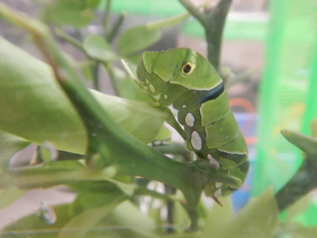 青虫