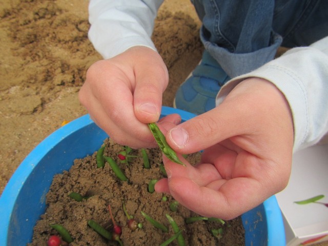 カラスノエンドウでケーキ作り