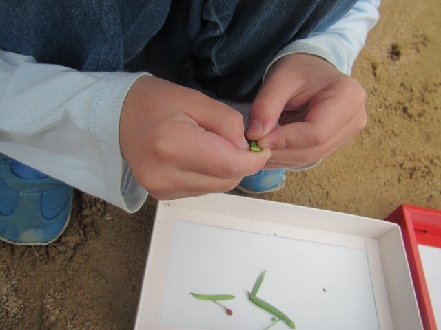 カラスノエンドウ剥き