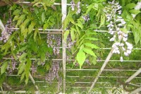 藤の花が咲き始めました。新入園児の子どもたちも落ち着いて先生や友達と遊び始めています。伏見板橋幼稚園の紹介をあげています。幼稚園入園や転園をお考えの方は、どうぞご覧ください。