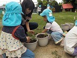 優しく苗を植えるよ